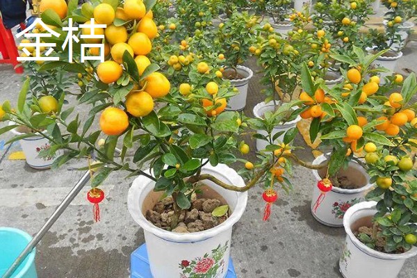 春节期间家里适合放什么花，蝴蝶兰、金桔、腊梅花等品种皆为适宜选择