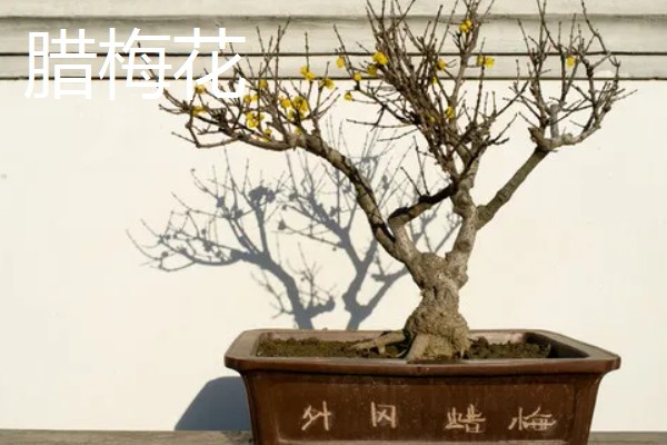 春节期间家里适合放什么花，蝴蝶兰、金桔、腊梅花等品种皆为适宜选择