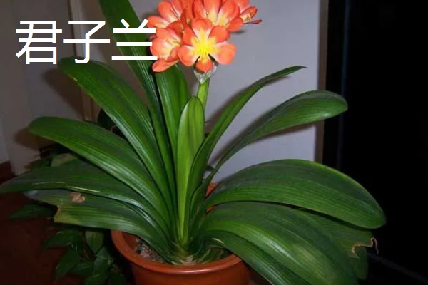 春节期间家里适合放什么花，蝴蝶兰、金桔、腊梅花等品种皆为适宜选择