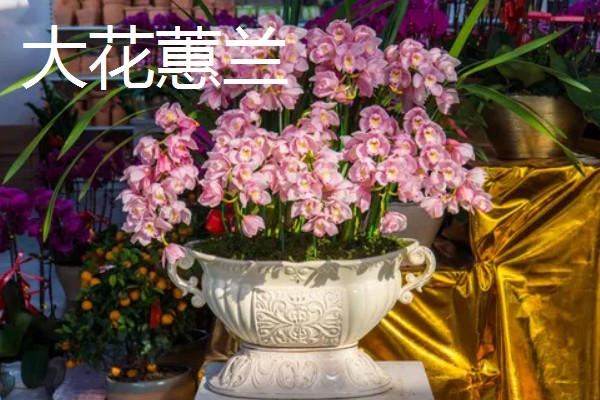 春节期间家里适合放什么花，蝴蝶兰、金桔、腊梅花等品种皆为适宜选择