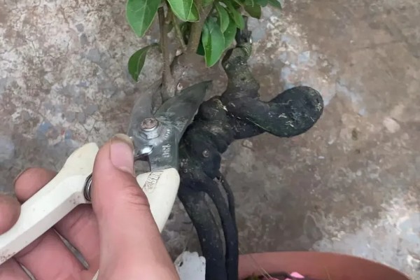 金弹子怎么养殖，每个星期追肥一次