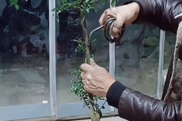 金弹子怎么养殖，每个星期追肥一次