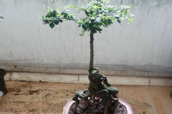 金弹子怎么养殖，每个星期追肥一次