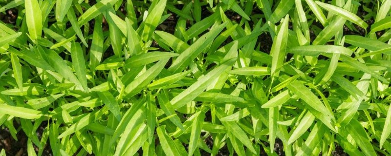 空心菜是什么科，是旋花科草本植物
