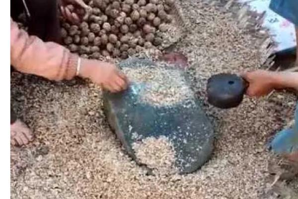 核桃种子如何催芽，以下五种方式均可采取