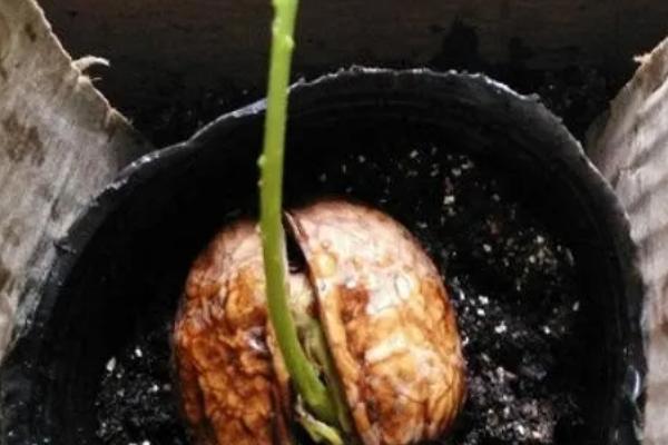 核桃种子如何催芽，以下五种方式均可采取