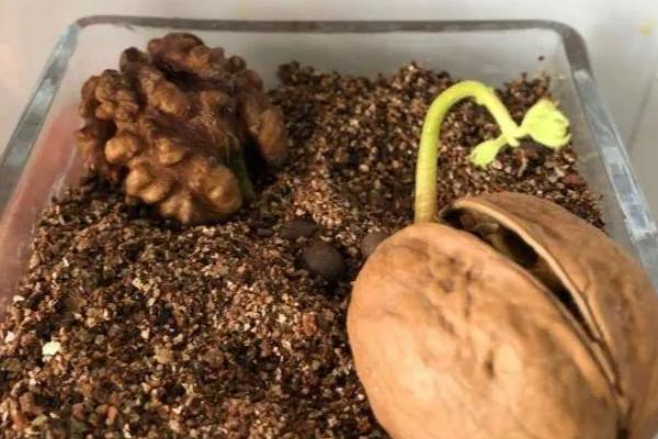 核桃种子如何催芽，以下五种方式均可采取