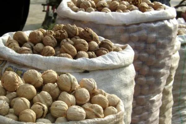 核桃种子如何催芽，以下五种方式均可采取