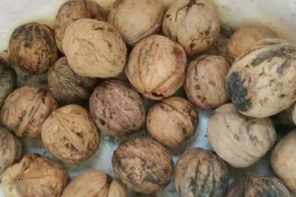 核桃种子如何催芽，以下五种方式均可采取