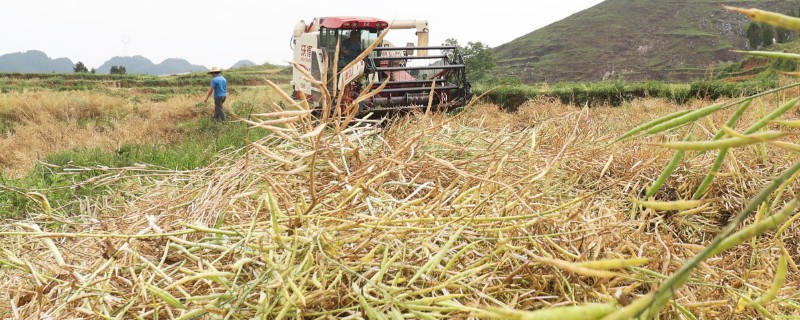 油菜的收割时间，一般是5月份开始收割