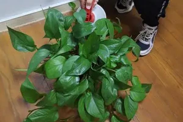 自动吸水绿萝如何养殖，需要一直持续供水