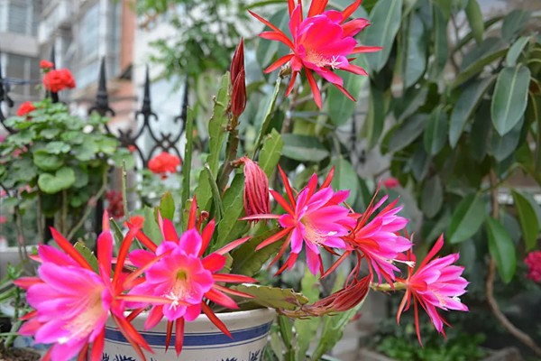 令箭荷花能吃吗，是可以吃的