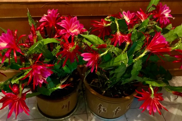 令箭荷花能吃吗，是可以吃的