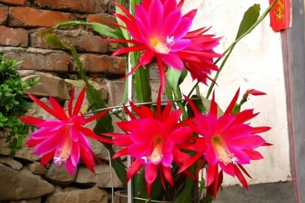 令箭荷花能吃吗，是可以吃的