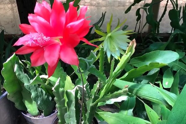 令箭荷花能吃吗，是可以吃的