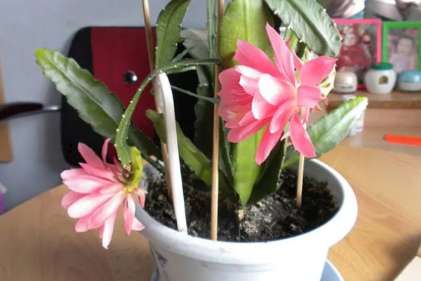 令箭荷花能吃吗，是可以吃的