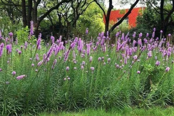 蛇鞭菊的修剪方法，将顶部的长枝、密枝剪除可提升通透性