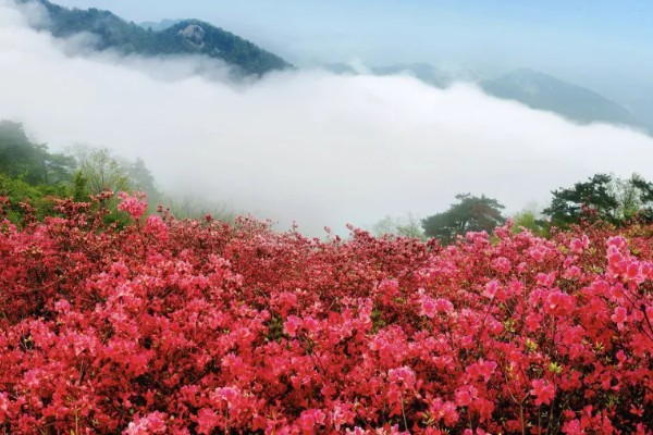 杜鹃花是不是映山红，杜鹃花是映山红