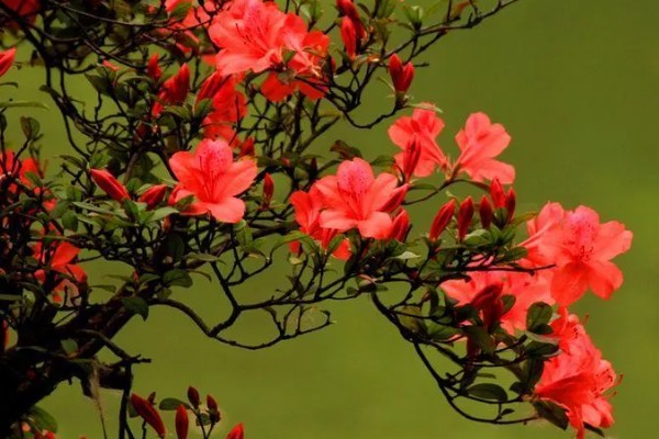 杜鹃花是不是映山红，杜鹃花是映山红
