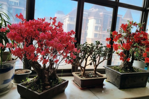 杜鹃花是不是映山红，杜鹃花是映山红