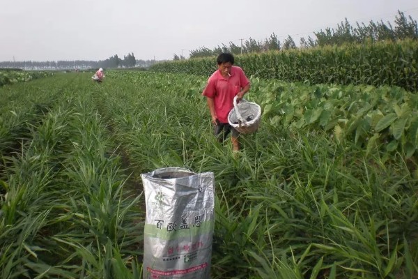 蛇鞭菊的修剪方法，将顶部的长枝、密枝剪除可提升通透性