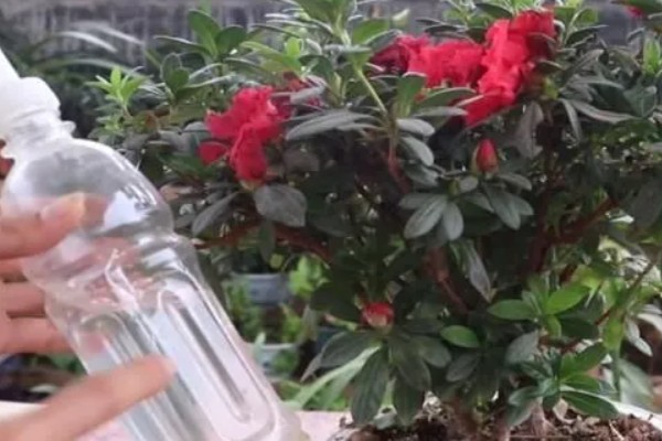 杜鹃花是不是映山红，杜鹃花是映山红