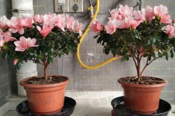 杜鹃花是不是映山红，杜鹃花是映山红