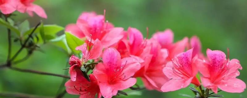 杜鹃花买来要换土吗，买来是不宜换土的