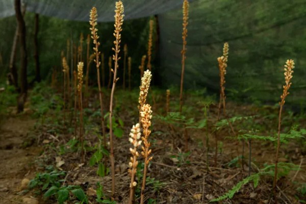 种植天麻如何灭除杂菌，可提前30天左右对培育料做消毒处理