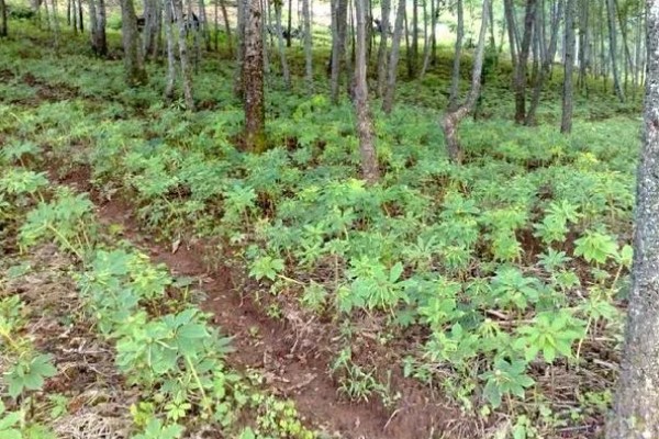 种植天麻如何灭除杂菌，可提前30天左右对培育料做消毒处理