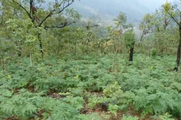 种植天麻如何灭除杂菌，可提前30天左右对培育料做消毒处理