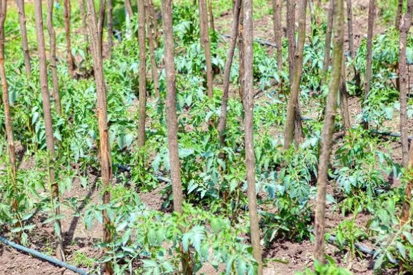 种植天麻如何灭除杂菌，可提前30天左右对培育料做消毒处理