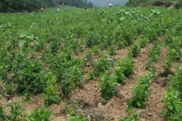 种植天麻如何灭除杂菌，可提前30天左右对培育料做消毒处理