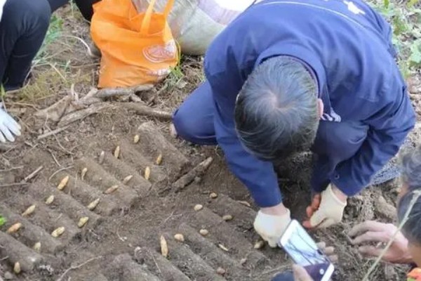 种植天麻如何灭除杂菌，可提前30天左右对培育料做消毒处理