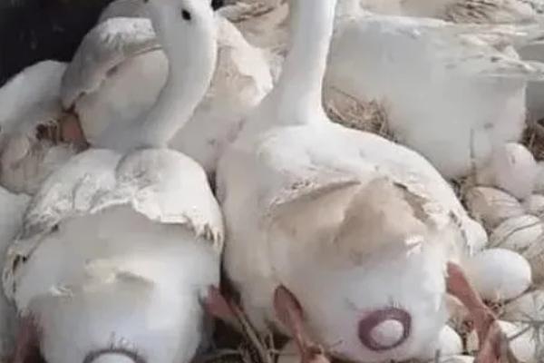 鹅为什么下软壳蛋，可能是患吸虫病所致