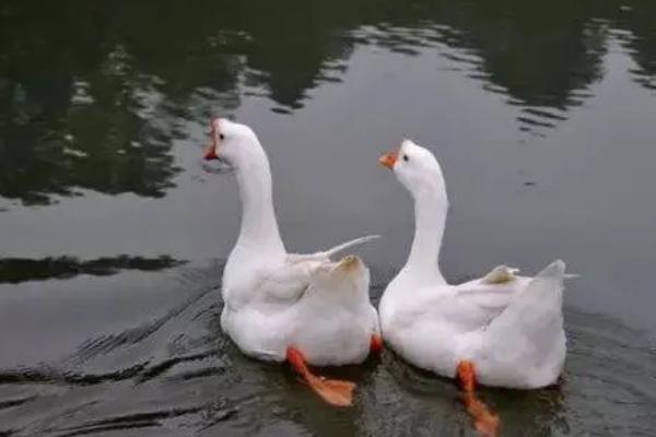 鹅为什么下软壳蛋，可能是患吸虫病所致