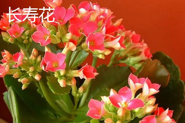 长辈过生日适合送什么花，可选择长寿花、康乃馨等