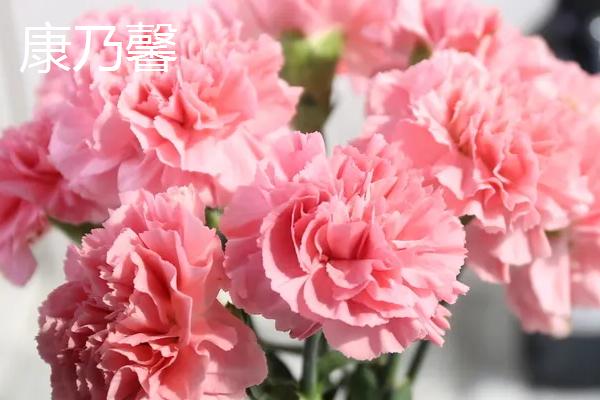 长辈过生日适合送什么花，可选择长寿花、康乃馨等