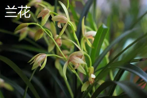 长辈过生日适合送什么花，可选择长寿花、康乃馨等