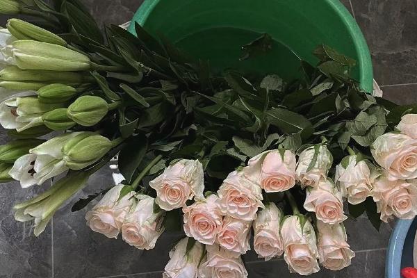 长辈过生日适合送什么花，可选择长寿花、康乃馨等
