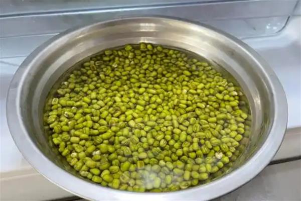 种绿豆芽的方法，浸种催芽后再放在湿纱布上