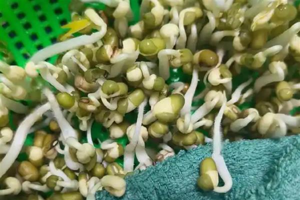 种绿豆芽的方法，浸种催芽后再放在湿纱布上