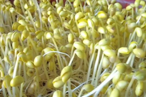 种绿豆芽的方法，浸种催芽后再放在湿纱布上