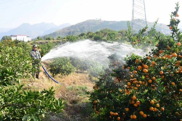 柑橘怎么防冻，对树干涂白、对根部覆盖稻草能起到保暖作用
