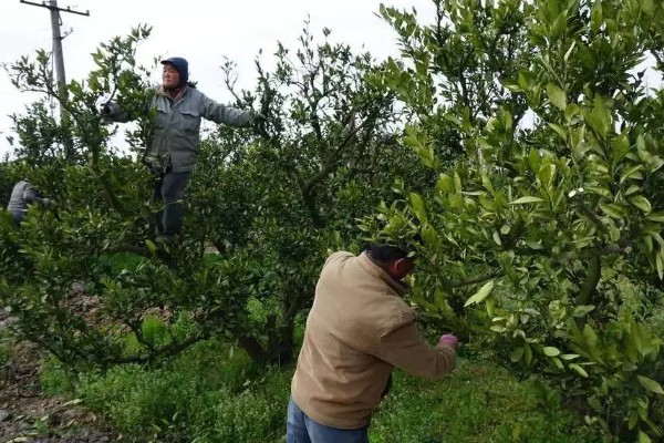 柑橘怎么防冻，对树干涂白、对根部覆盖稻草能起到保暖作用
