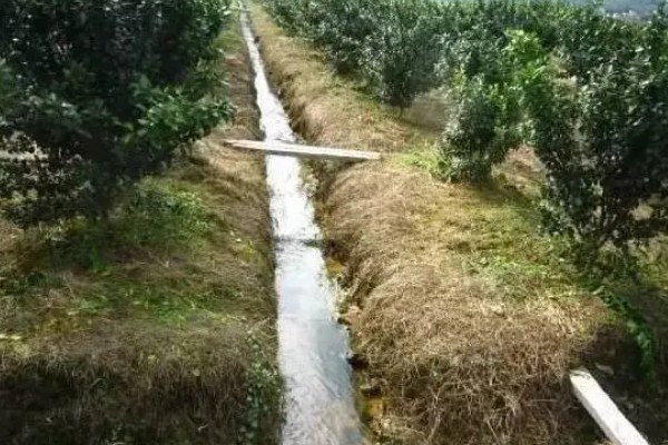 柑橘怎么防冻，对树干涂白、对根部覆盖稻草能起到保暖作用