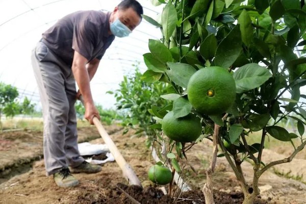 柑橘怎么防冻，对树干涂白、对根部覆盖稻草能起到保暖作用