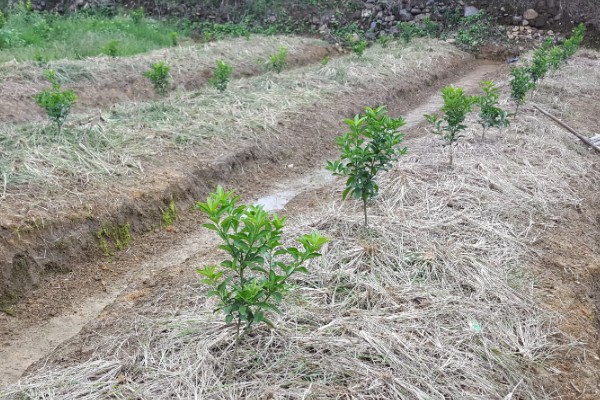 柑橘怎么防冻，对树干涂白、对根部覆盖稻草能起到保暖作用