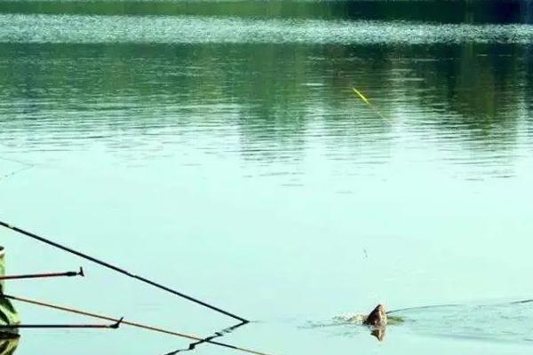 5.0号主线搭配几号子线，与4.0号子线一起使用比较合适