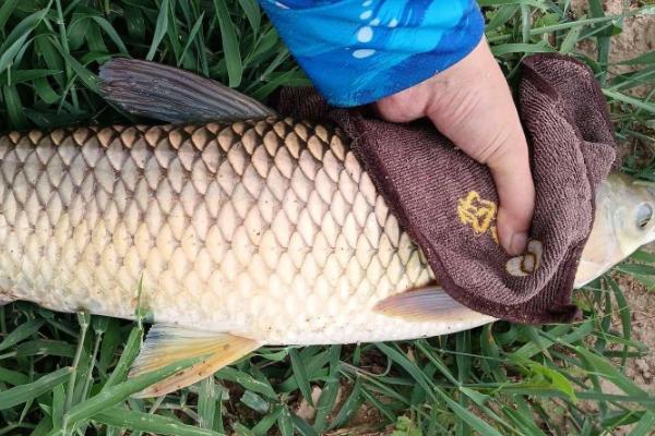 5.0号主线搭配几号子线，与4.0号子线一起使用比较合适